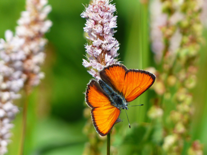 Vlindertuin