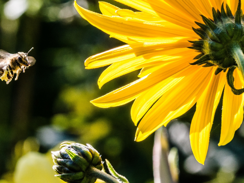 Bijenvriendelijke tuin